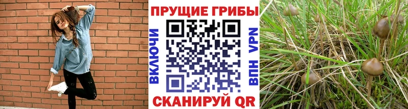 где найти   Уссурийск  Псилоцибиновые грибы GOLDEN TEACHER 